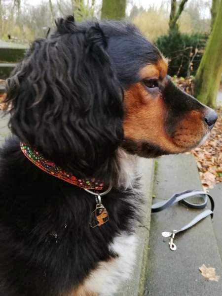 cavalier-king-charles-spaniel-black-tan 2.jpg